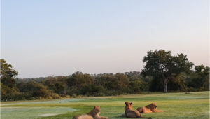 Lions at Skukuza GC