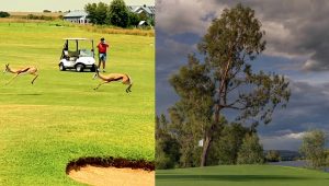 Andy Capostagno wildlife Parys Golf Course