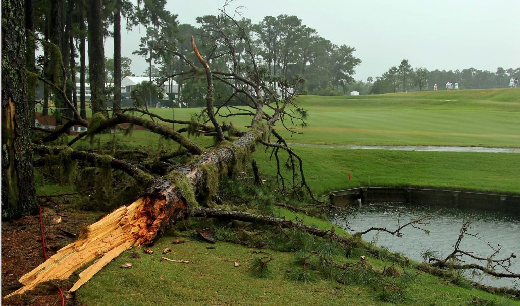 Fallen tree golf course