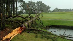 Fallen tree golf course